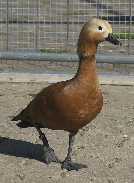 头阵容